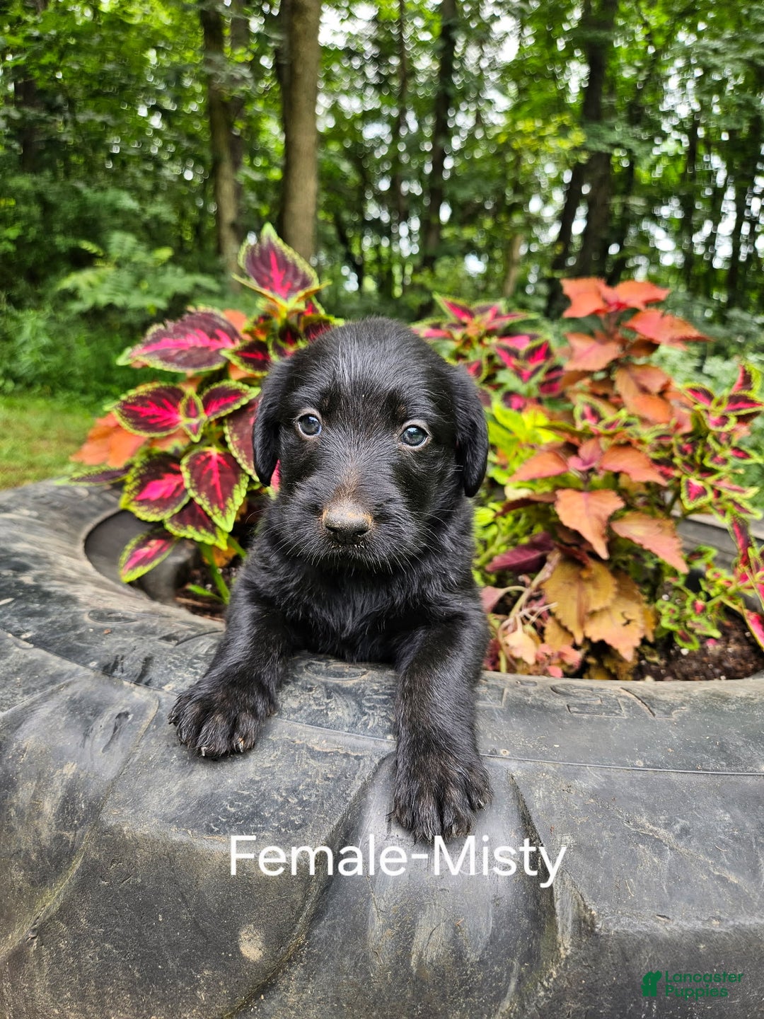 Labradoodle dogs for sale: Gracie - Image 5