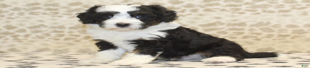Dylan