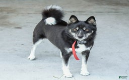 Pomsky dogs for sale: Buster - Image 6