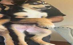 Siberian Husky dogs for sale: Siberian Husky 3 puppies - Image 1