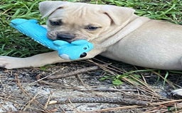 American Bully dogs for sale: Chinx - Image 1