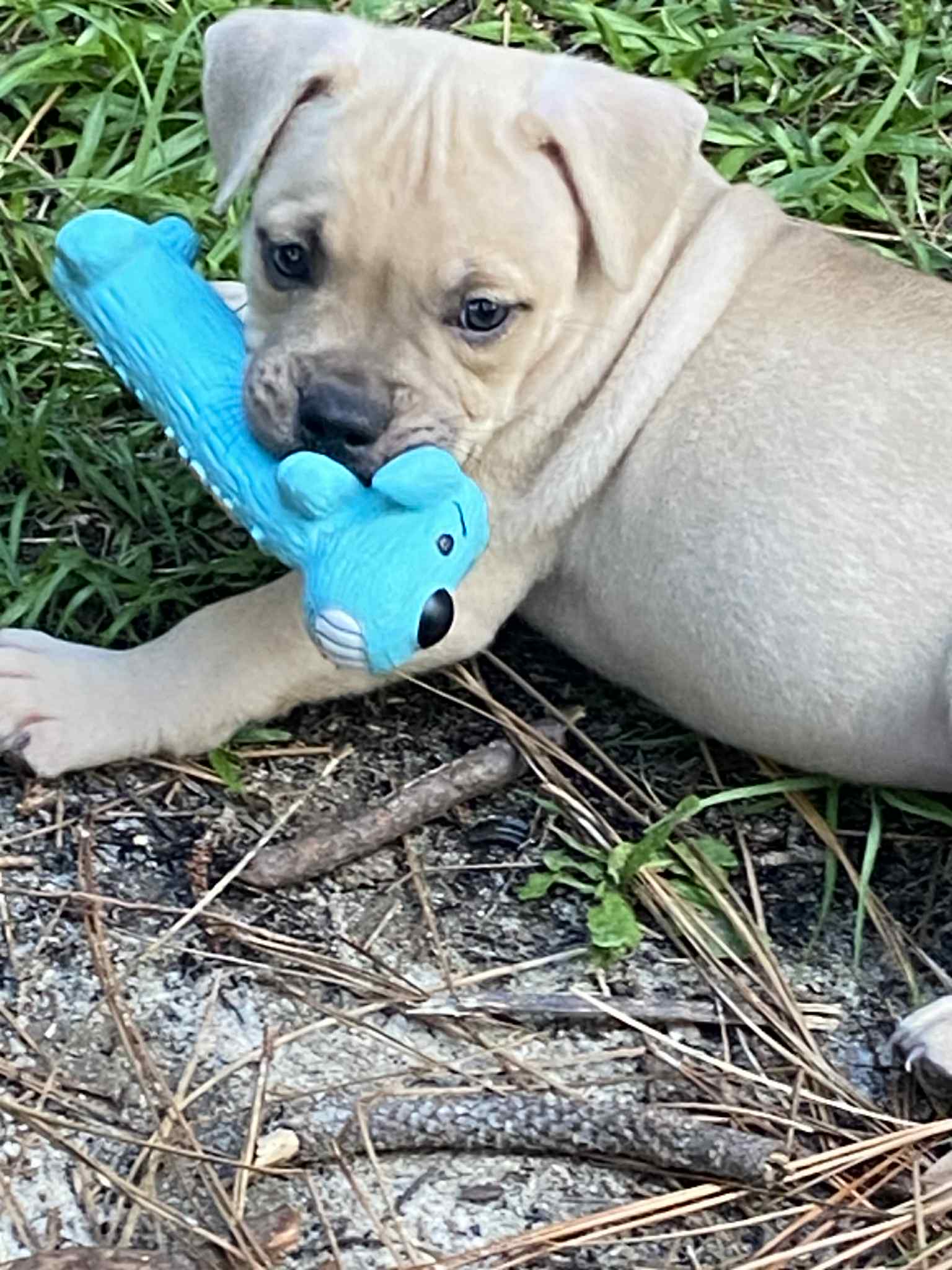 American Bully dogs for sale - Ad 1