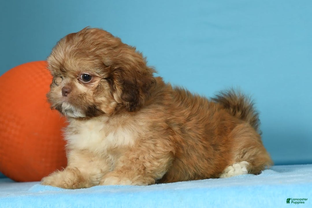 Shih Tzu dogs for sale: Marshall - Image 4