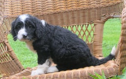 Mini Bernedoodle dogs for sale: Sally - Image 2