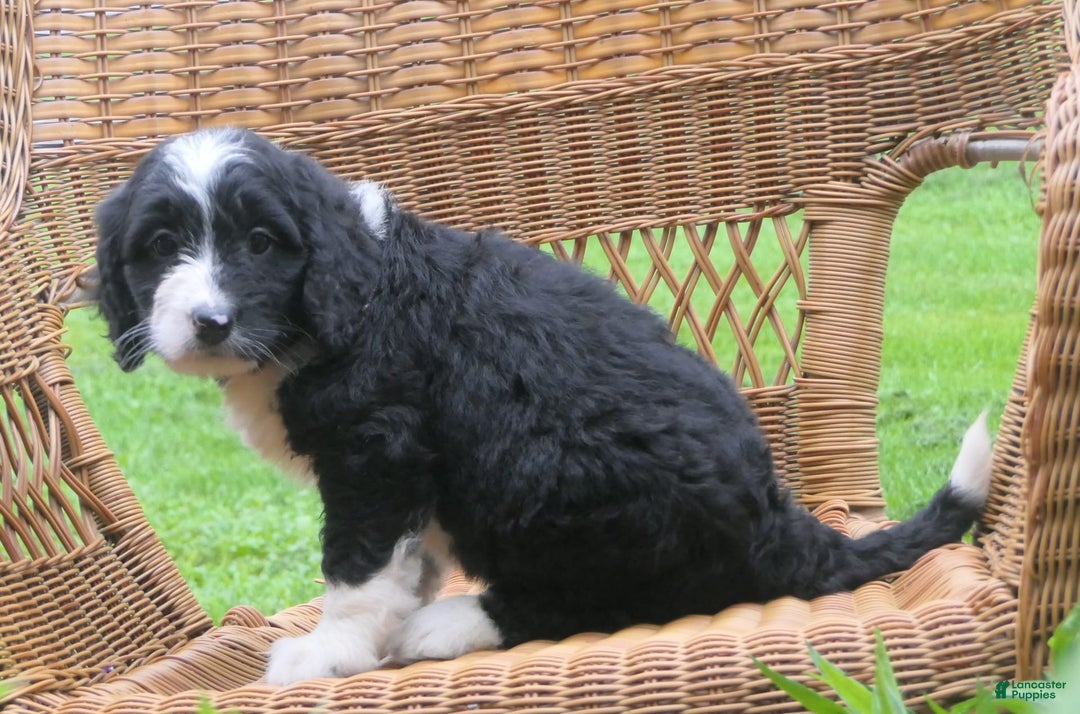 Mini Bernedoodle dogs for sale: Sally - Image 2