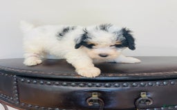 Mini Bernedoodle dogs for sale: Nutter Butter - Image 5