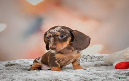 Miniature Dachshund dogs for sale: Butter Cup - Image 7