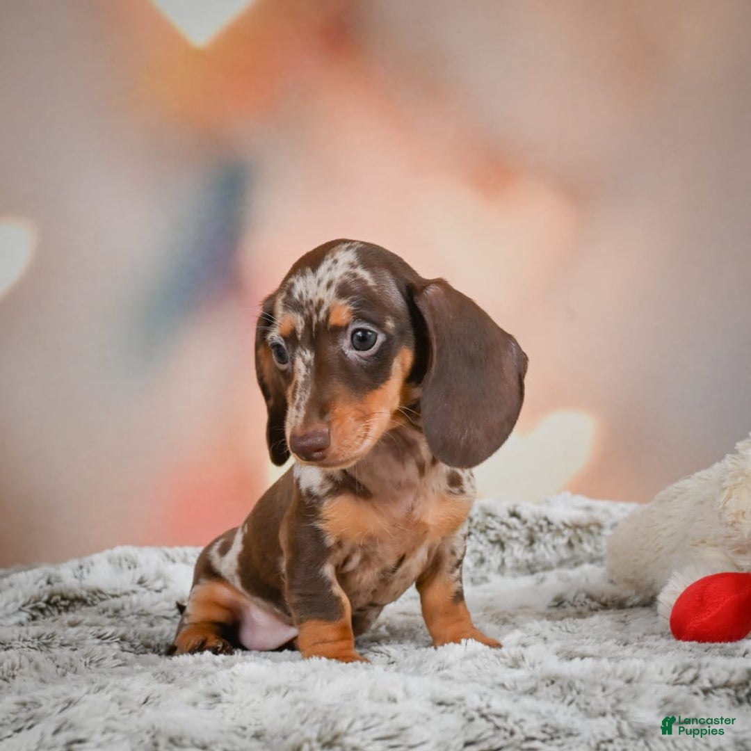 Miniature Dachshund dogs for sale: Butter Cup - Image 7