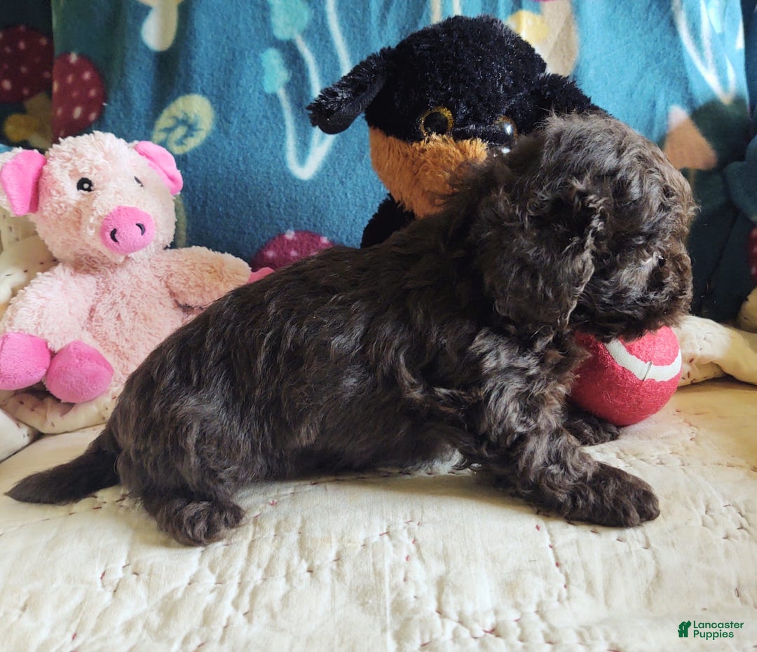 Maltipoo dogs for sale: Count Chocolate - Image 28