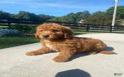 Mini Goldendoodle dogs for sale: Delilah - Image 2