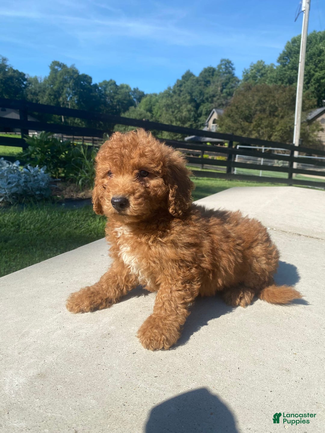 Mini Goldendoodle dogs for sale: Delilah - Image 2