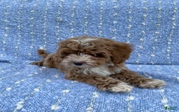 Cavapoo dogs for sale: Chester - Image 3