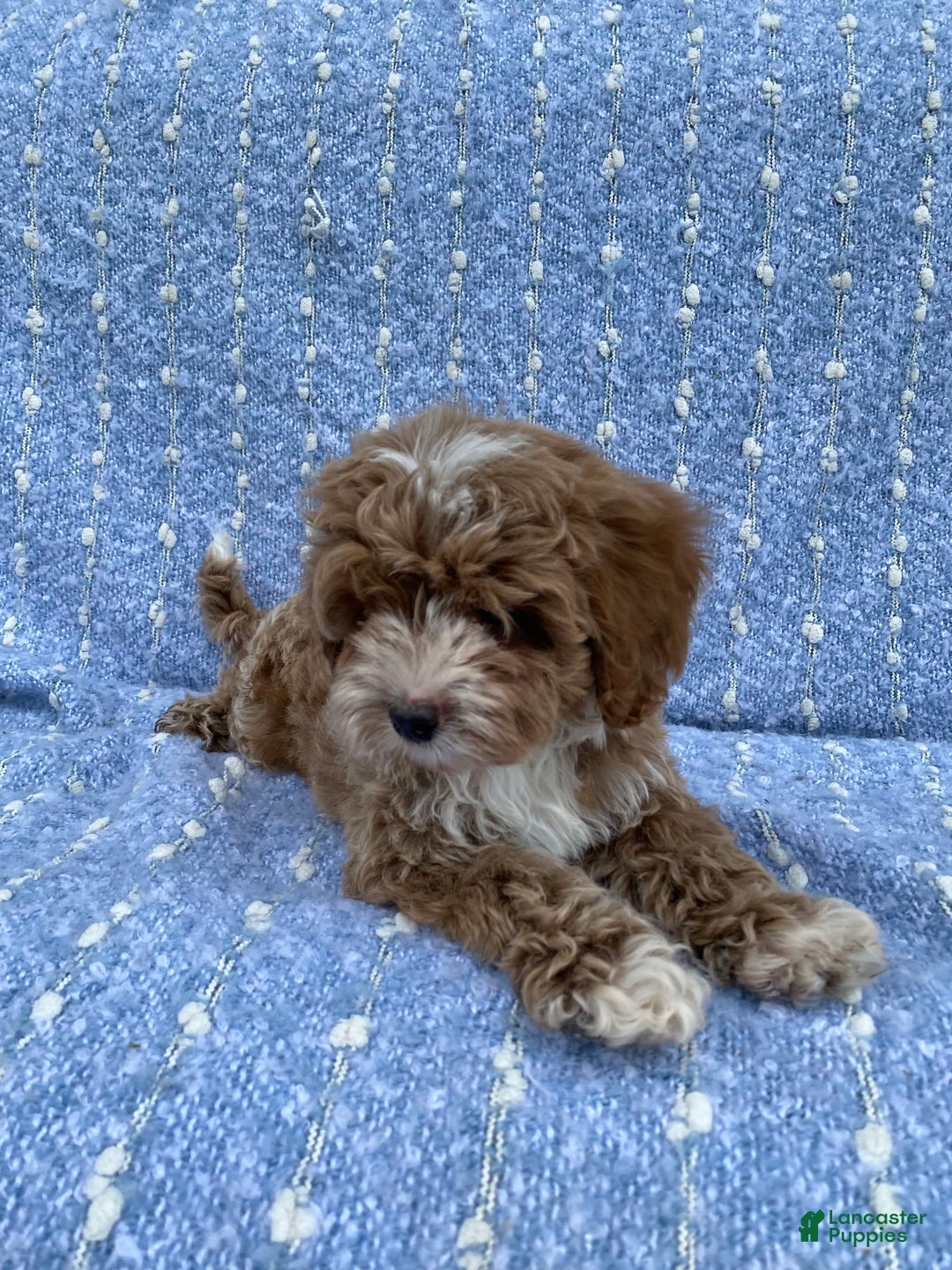 Cavapoo dogs for sale: Chester - Image 3