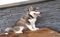 Pomsky dogs for sale: Sadie - Image 10