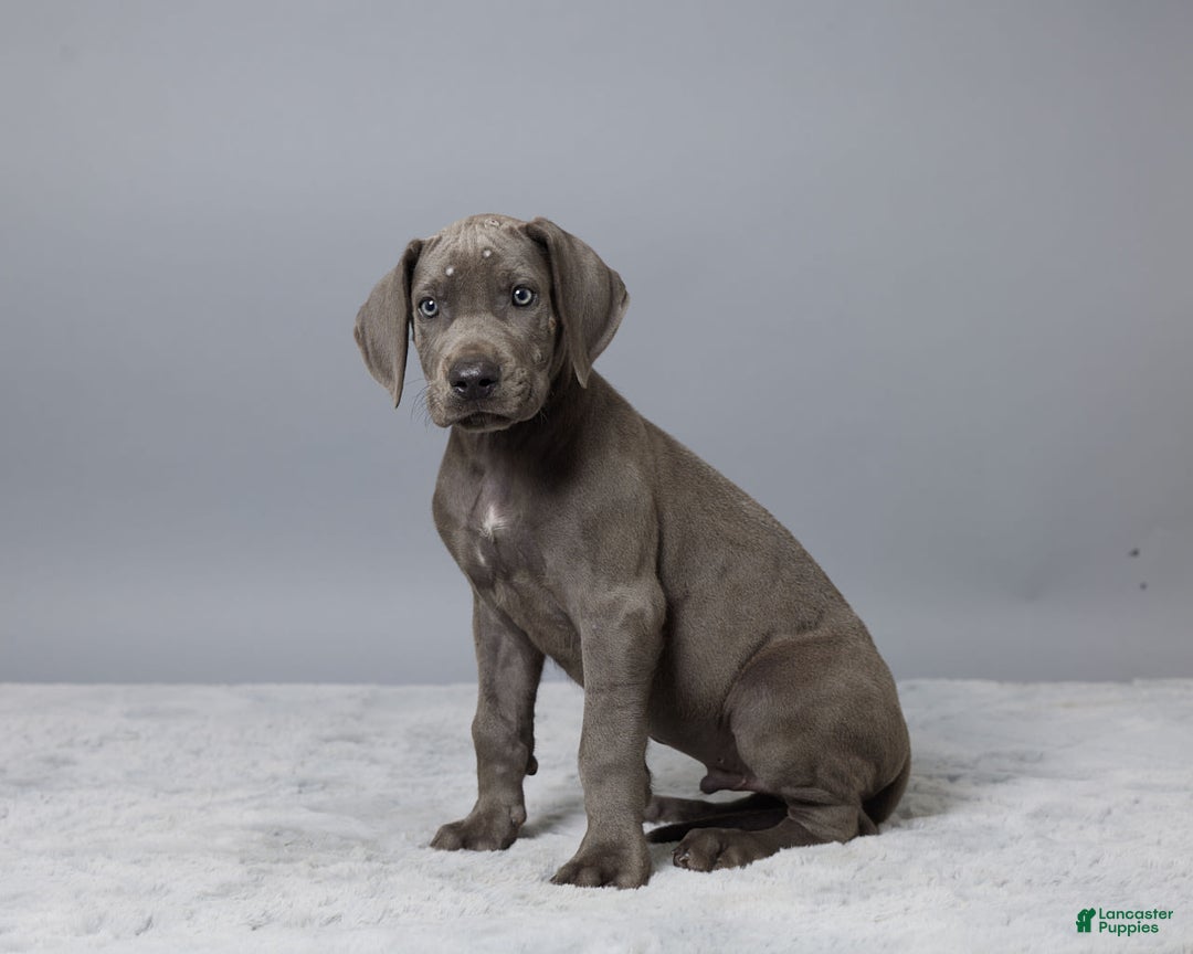 Great Dane dogs for sale: Dillon - Image 3