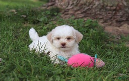 Shihpoo dogs for sale: Wilder - Image 2
