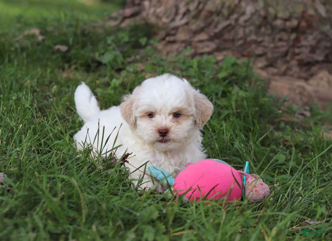 Shihpoo dogs for sale: Wilder - Image 2