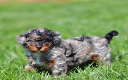 Mini Bernedoodle dogs for sale: Tabitha - Image 4