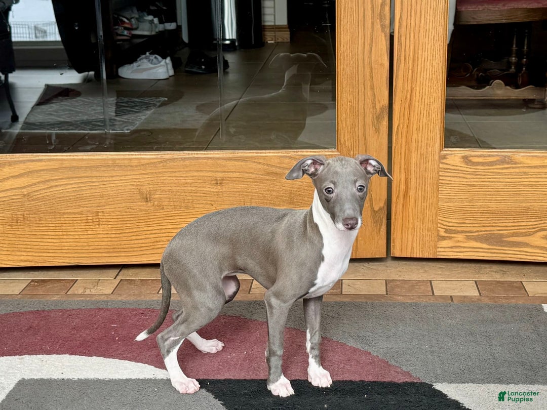 Italian Greyhound dogs for sale: Lila - Image 7