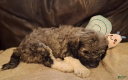 Labradoodle dogs for sale: Hibiscus - Image 4