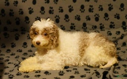 Miniature Poodle dogs for sale: Ellie - Image 10