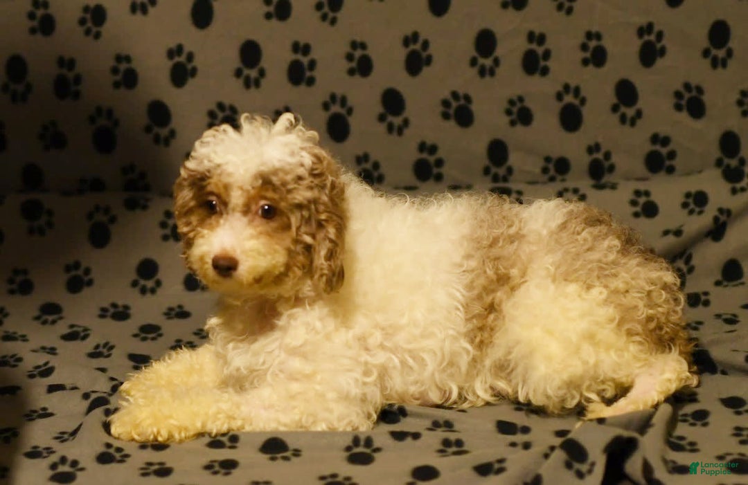 Miniature Poodle dogs for sale: Ellie - Image 10