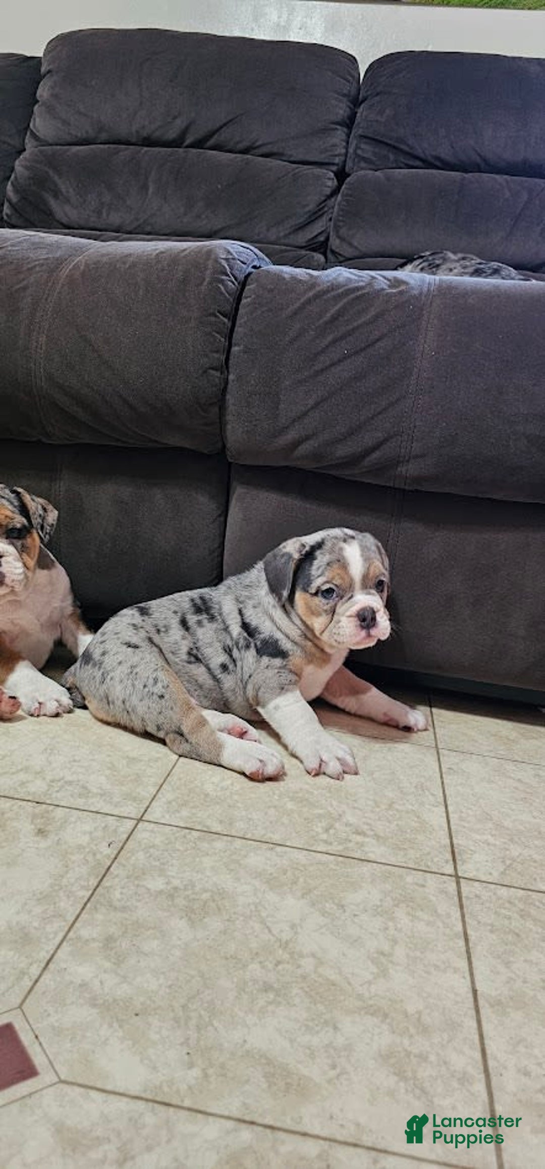 English Bulldog dogs for sale: Silver Sprinkles - Image 6