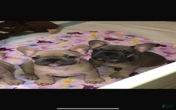 French Bulldog dogs for sale: Shari - Image 2