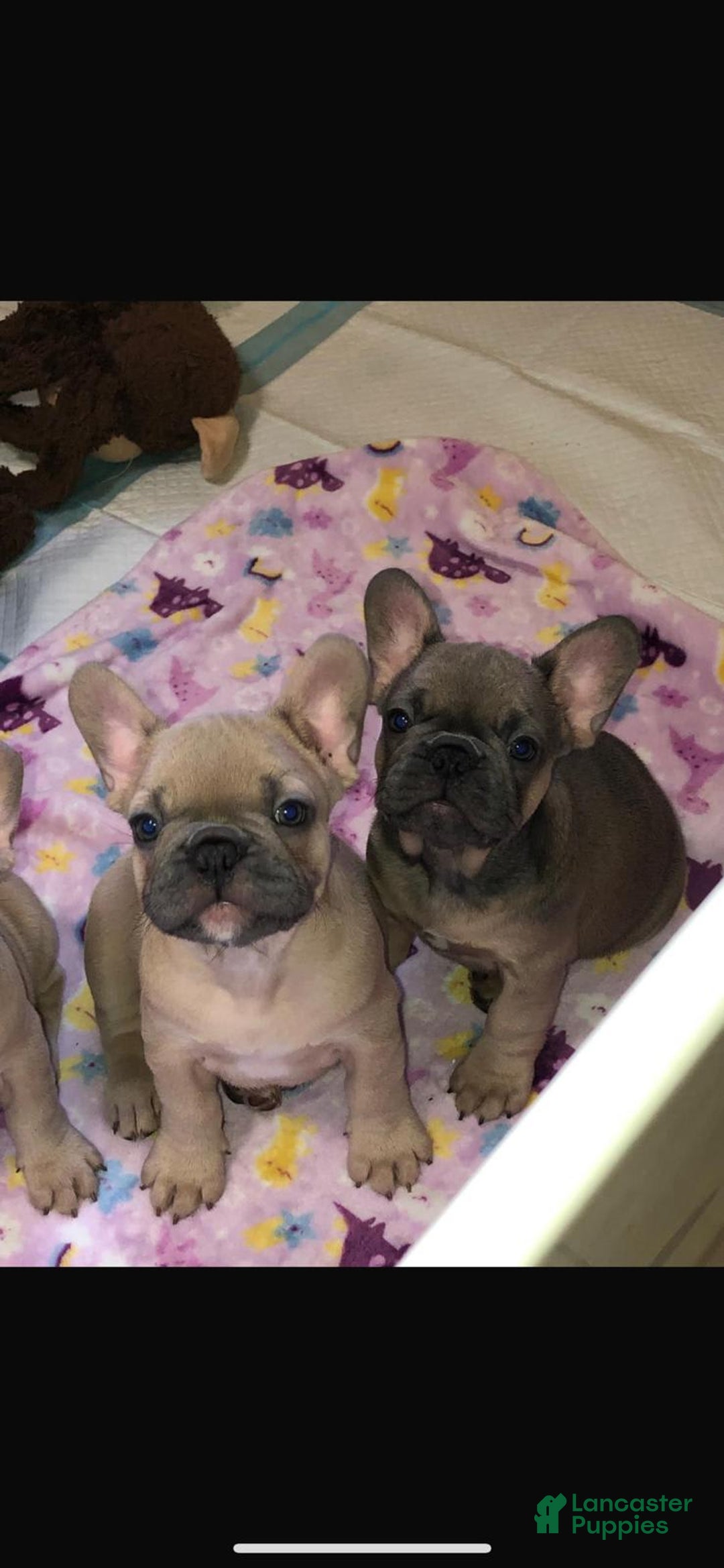 French Bulldog dogs for sale: Shari - Image 2