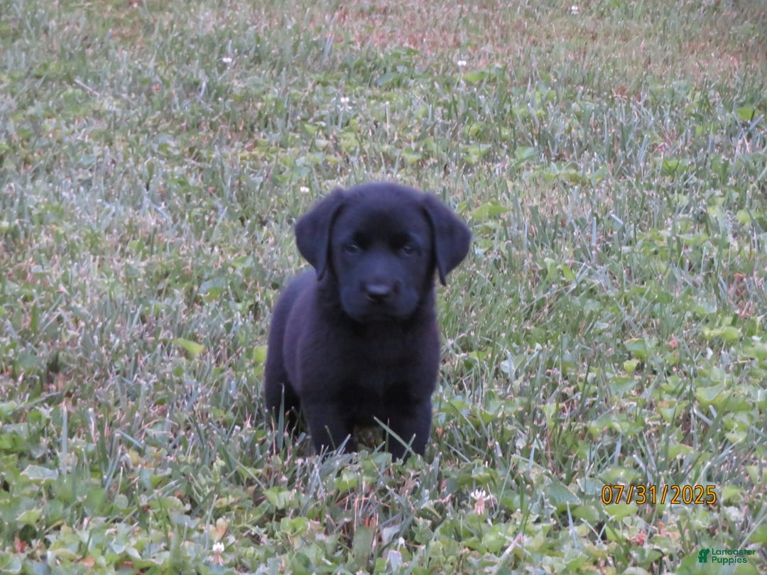 Labrador Retriever dogs for sale: Hunter - Image 2