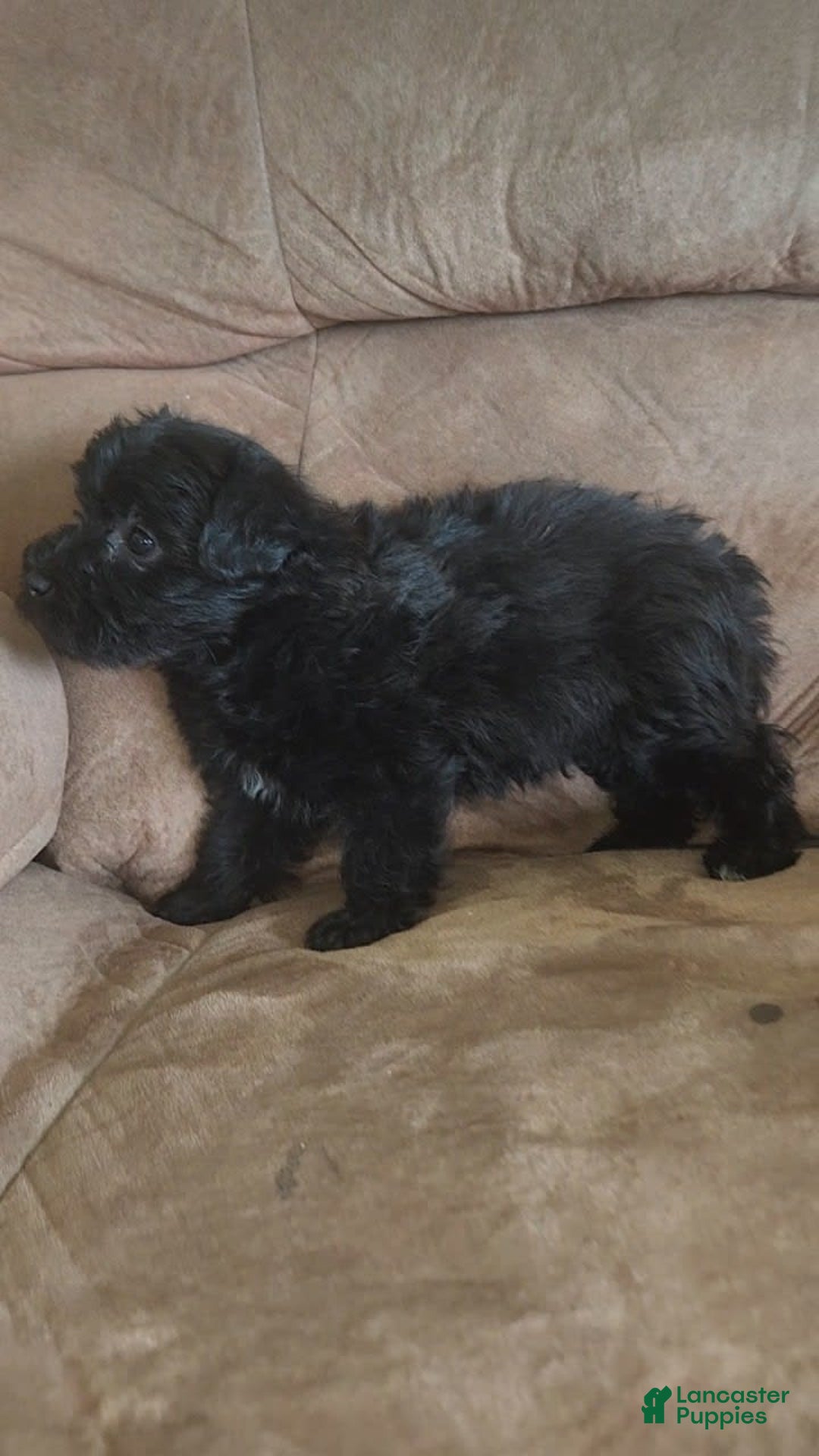 Yorkiepoo dogs for sale: Elvis - Image 7