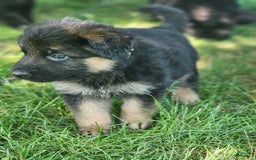 German Shepherd dogs for sale: Jesse - Image 2