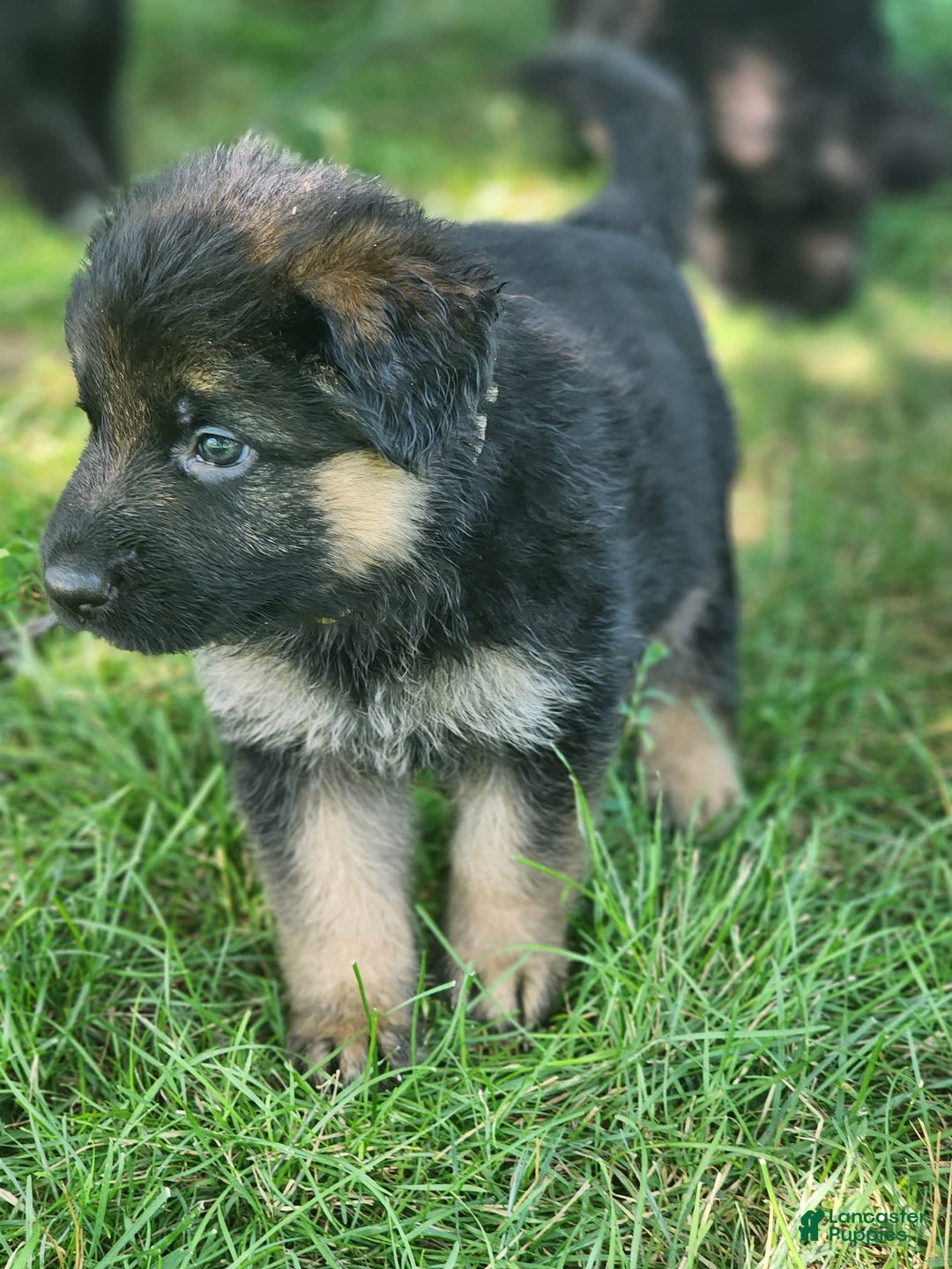 German Shepherd dogs for sale: Jesse - Image 2