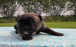 Olde English Bulldogge dogs for sale: Mel - Image 13