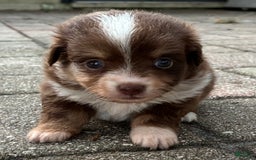  dogs for sale: Ladybug - Image 3