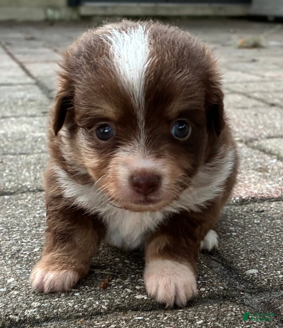  dogs for sale: Ladybug - Image 3