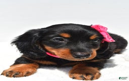 Miniature Dachshund dogs for sale: Luna - Image 3