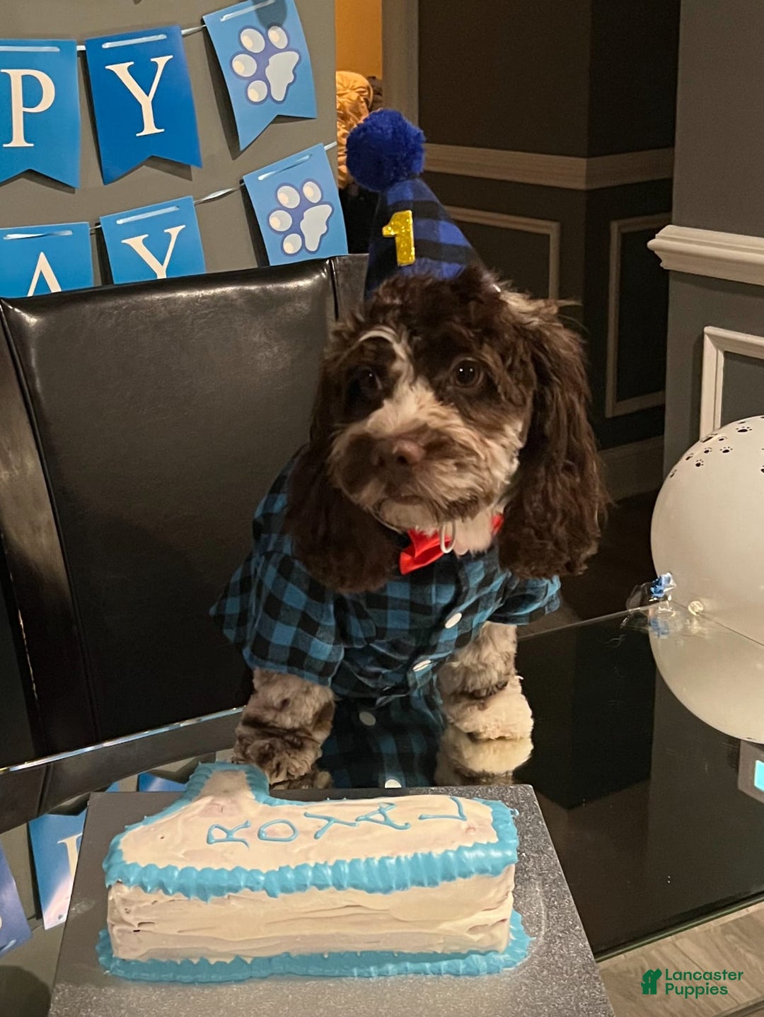 Cockapoo dogs for sale: Sky - Image 8