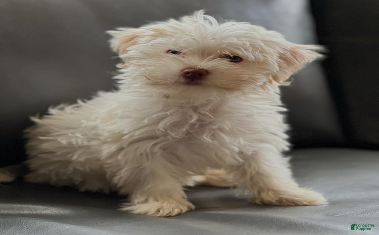 Havanese dogs for sale - Ad 1