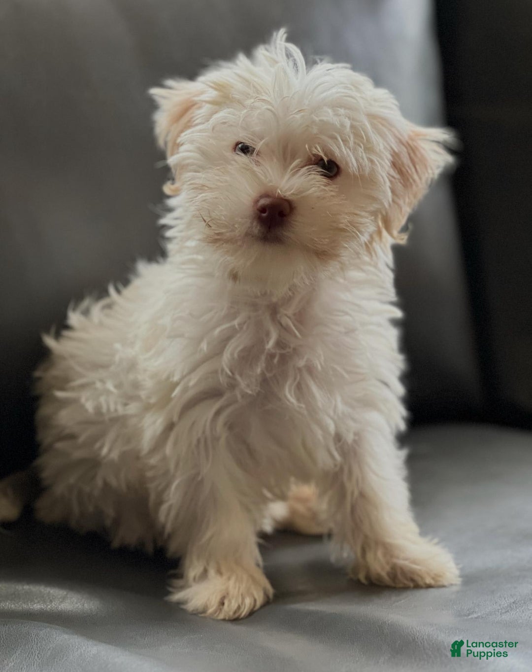 Havanese dogs for sale: Milo - Image 1
