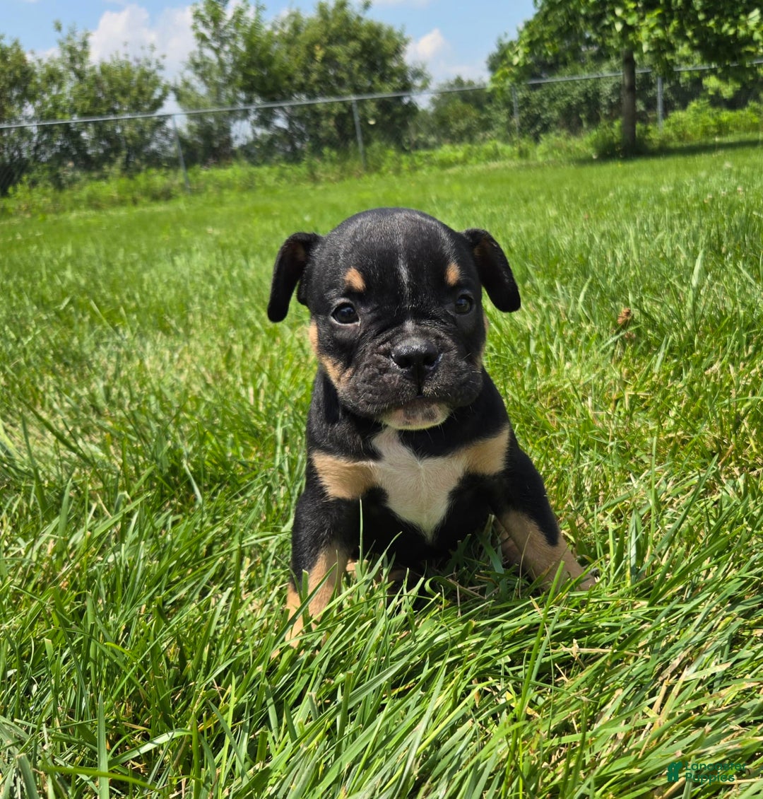 Olde English Bulldogge dogs for sale: George - Image 21