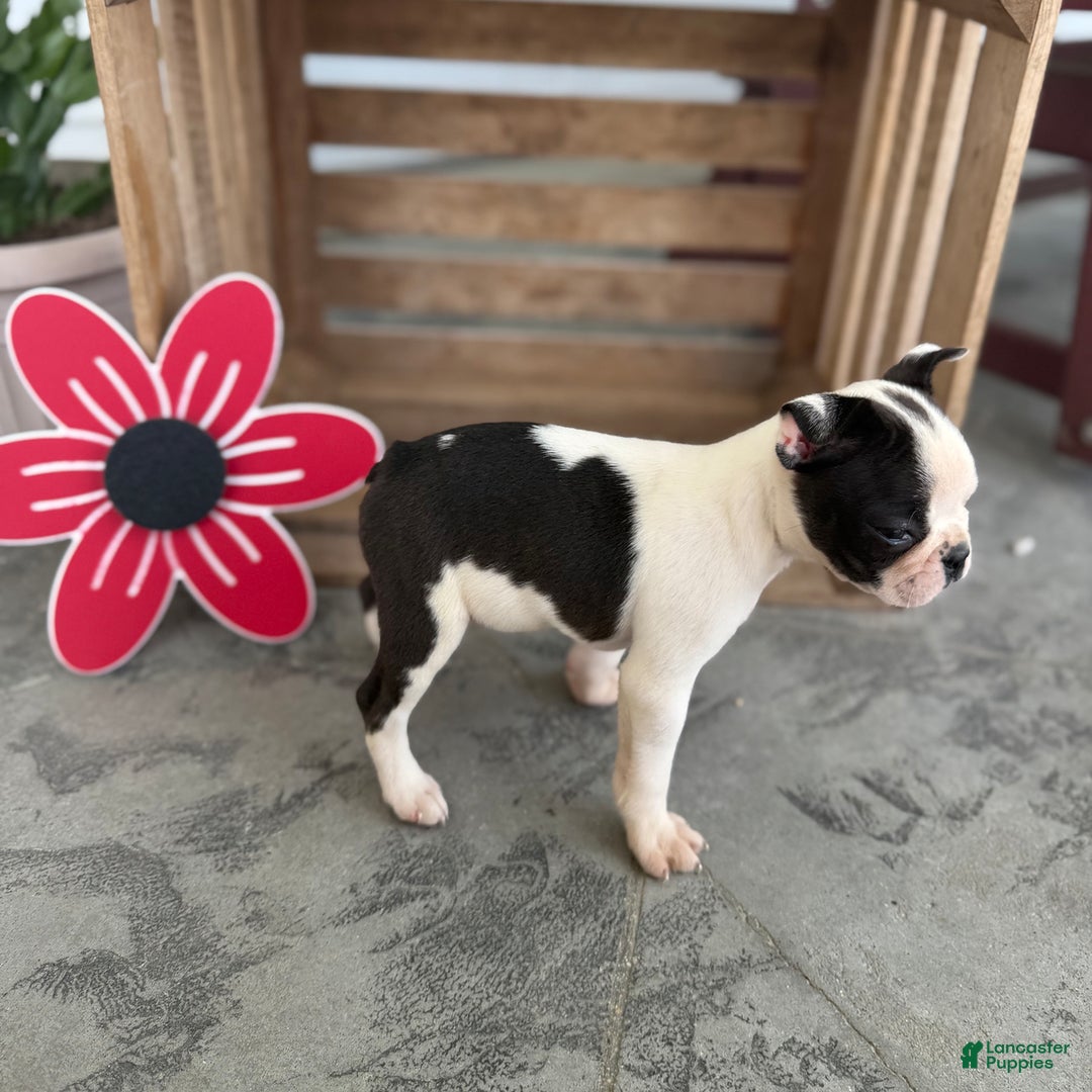 Boston Terrier dogs for sale: Barby - Image 2
