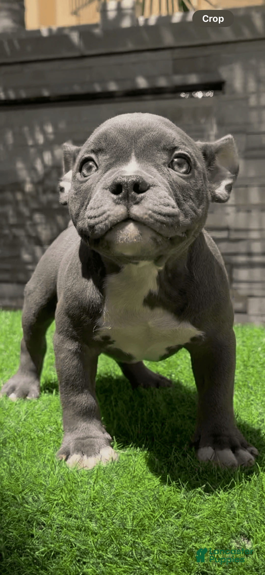 American Bully dogs for sale: Pretty Girl - Image 4