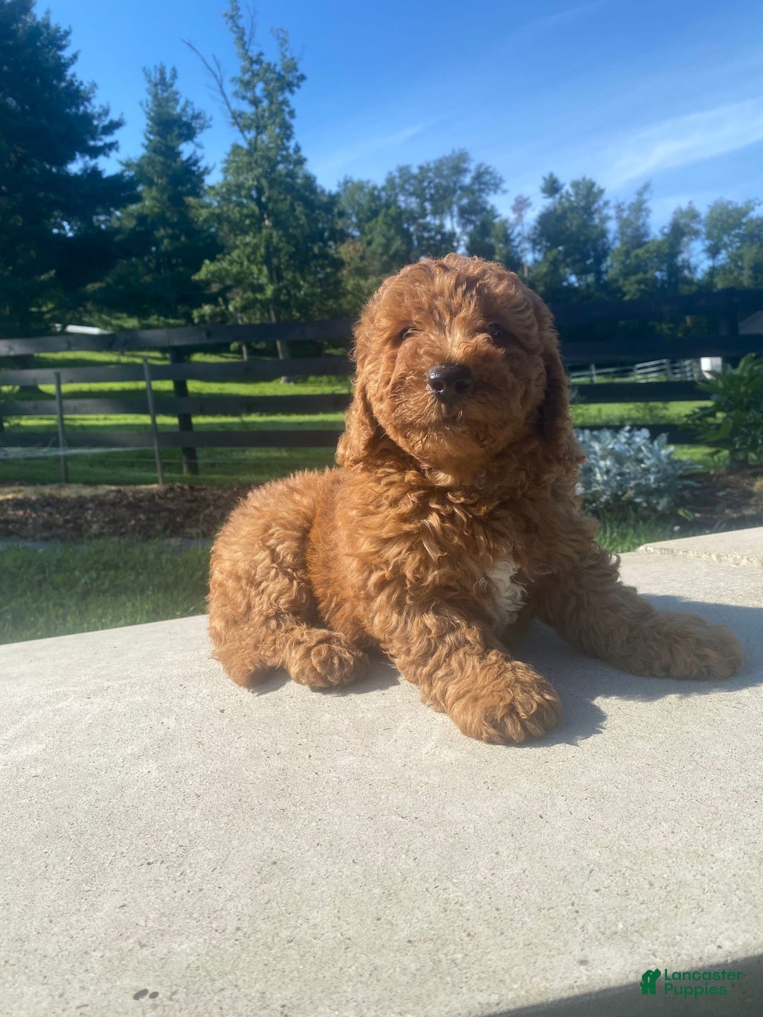 Mini Goldendoodle dogs for sale: Duke - Image 8