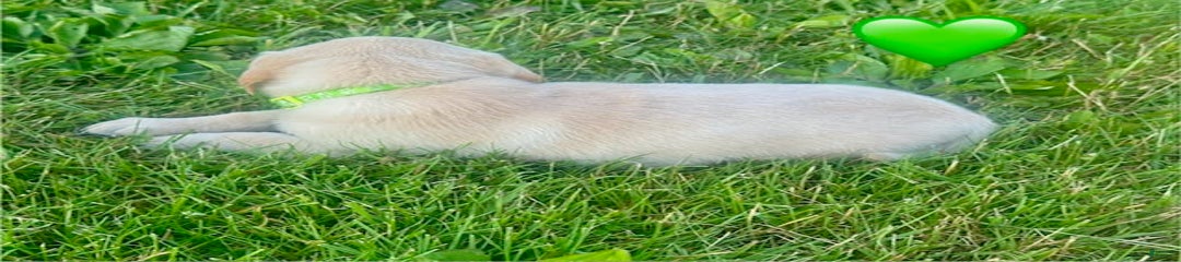 Female Yellow Lime Collar