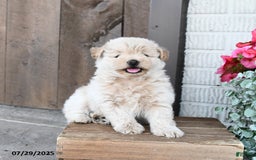 Pomapoo dogs for sale: Ranger - Image 1