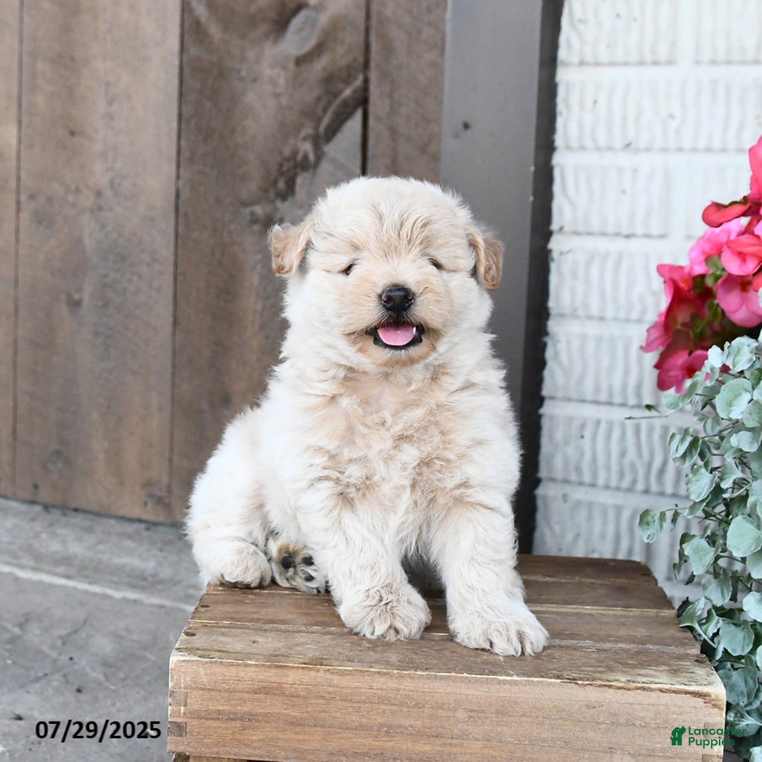 Pomapoo dogs for sale: Ranger - Image 1