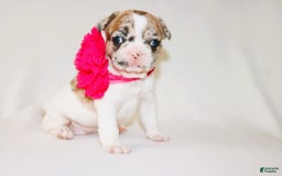 French Bulldog dogs for sale: Athena Akc - Image 38