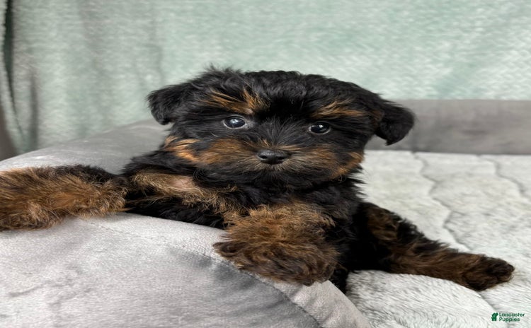 Yorkiepoo dogs - Advert 8