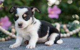 Chihuahua dogs for sale: Teeny - Image 3